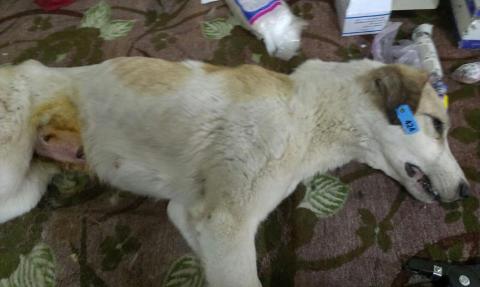 Mahtab after her spay surgery at Vafa where it is possible to see how thin she is