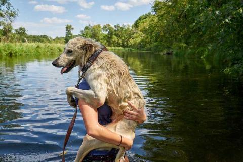 Zavier being carried from his swim