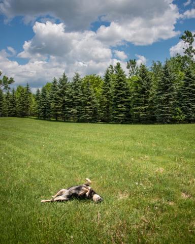 dog rolling in grass