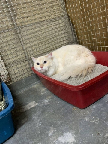 Lucinda in animal control