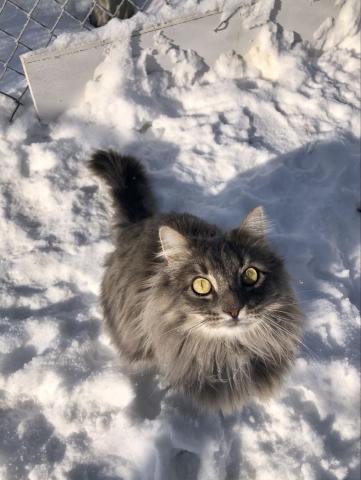 Rocket loves the snow