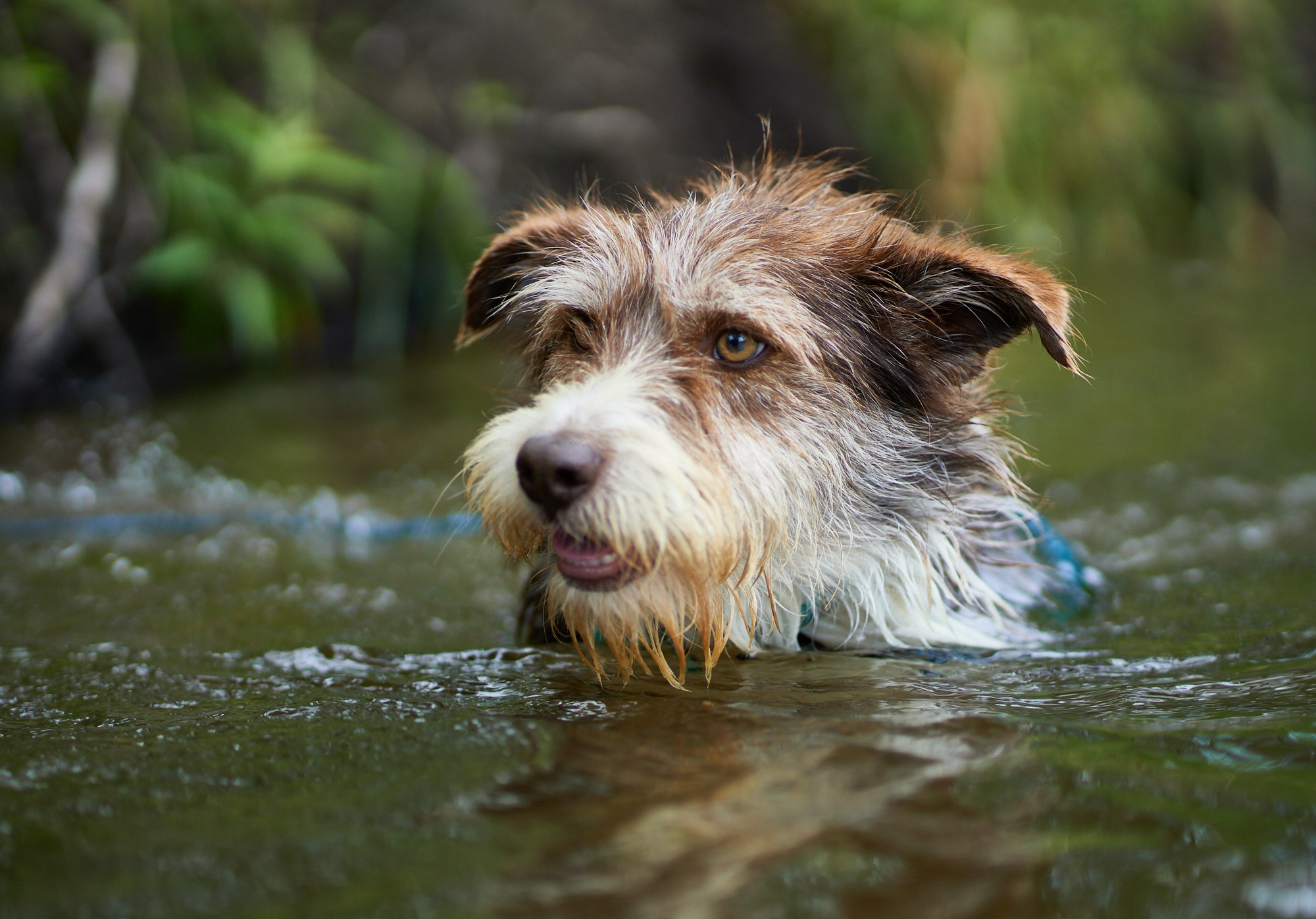 3-legged shy Scout in her first official Home for Life® portrait by Mark Luinenburg