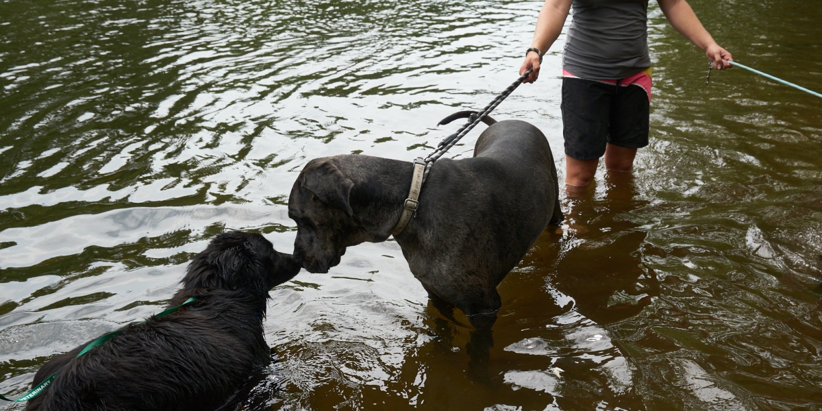 Great Dane Axel with friend Pickles the shepherd mix