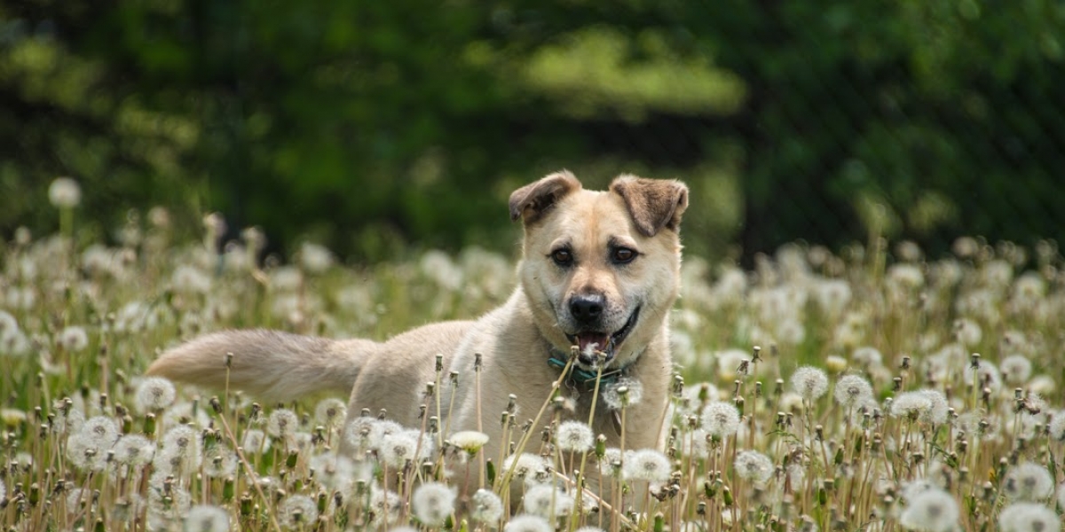 Ben laying in a field of dandelions