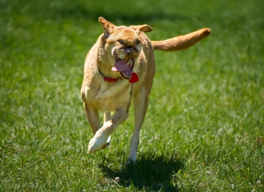 Una the dog, in full run at Home For Life.