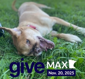 Give to the Max and Una the dog in the grass